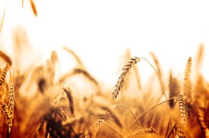 um exemplo de commodities